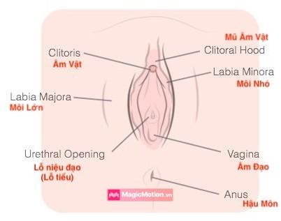 Cấu trúc âm hộ phụ nữ