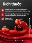 Sex toy đa năng 3 trong 1 liếm rung móc